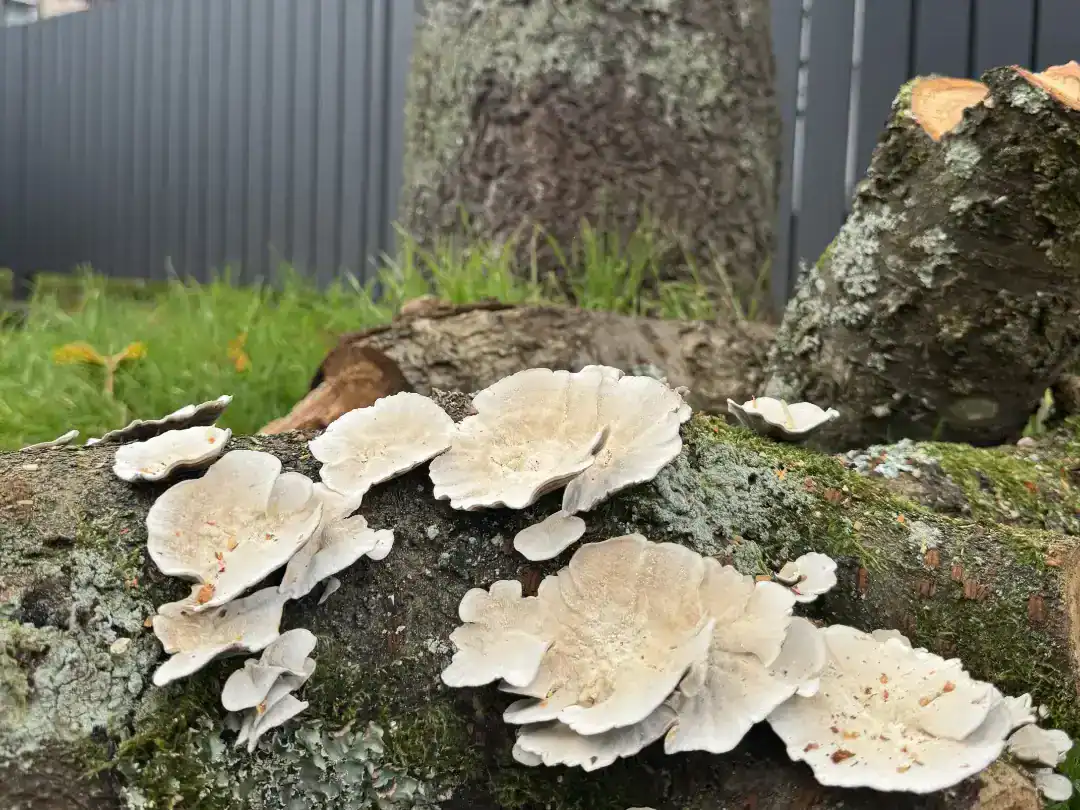 Nahaufnahme eines Baumes mit Pilzbefall.
