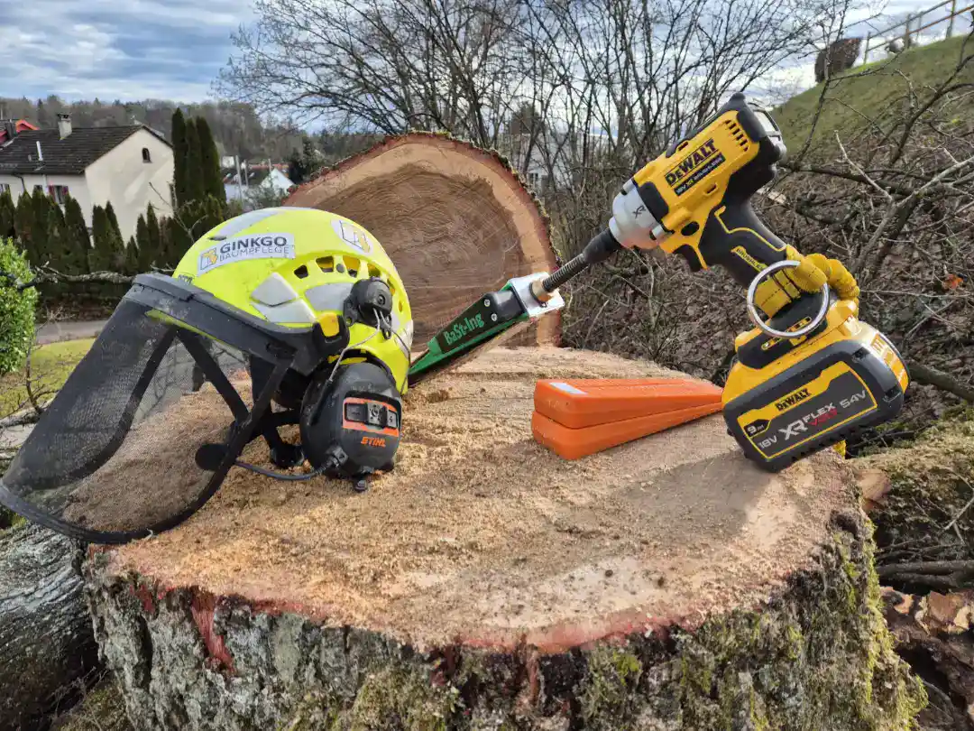 Nahaufnahme eines Baumstumpfes einer Eiche in Wintherthur mit einem Helm und Akkuschrauber von Ginkgo Baumpflege.