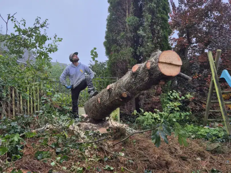 Nahmaufnahme von einem abgesägten Baum bei der Baumfällung. markus Richter, Geschäftsführer Ginkgo Baumpflege steht daneben, mit einem Fuss auf dem Baumstamm, BlickRichtung Horizont.