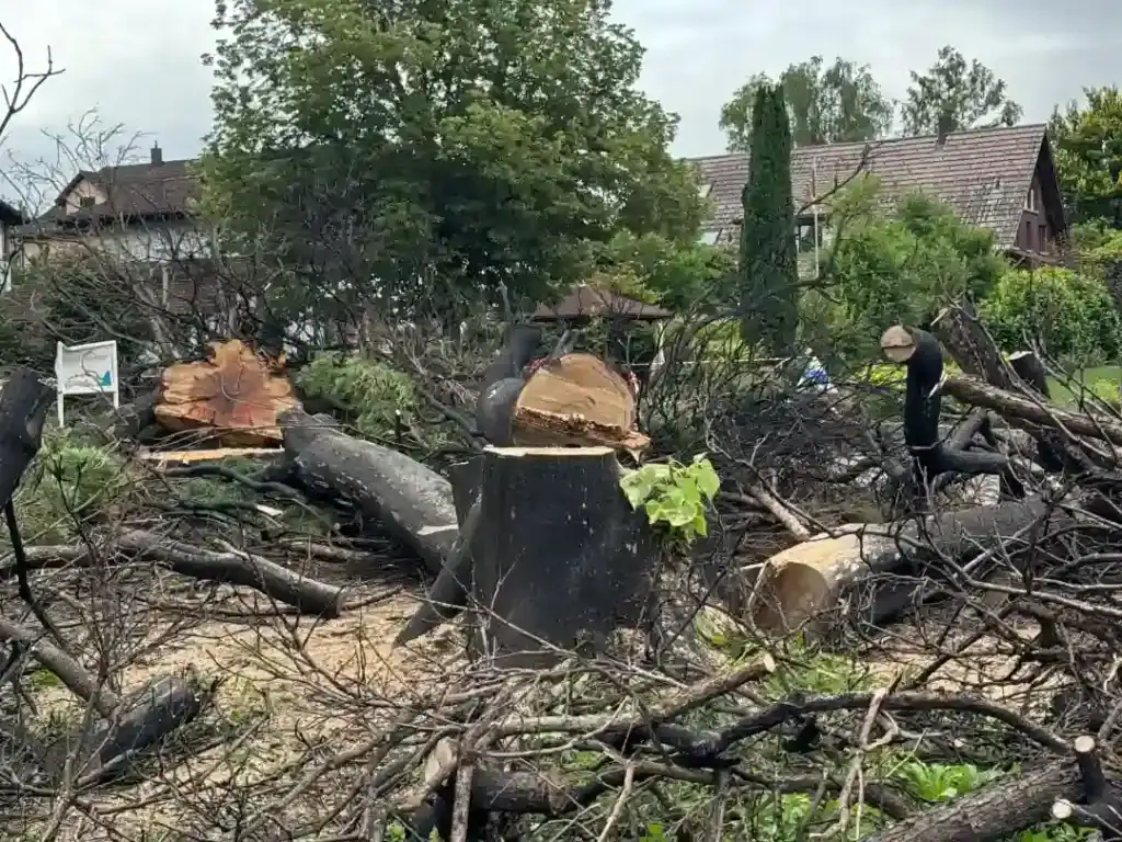 Nahaufnahme abgesägter Baumstämme nach einer Baumfällung.
