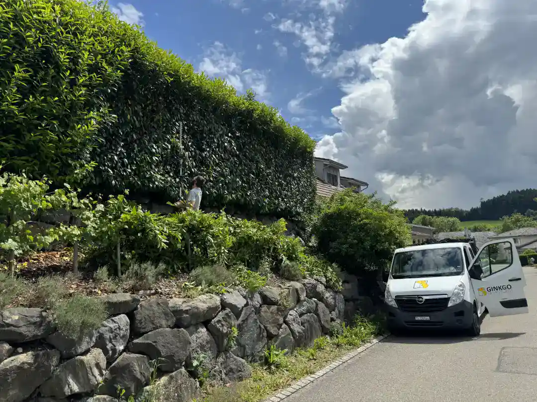 Weitwinkel aufnahme einer Hecke, welche gerade durch Ginkgo Baumpflege geschnitten wird. Vor der Hecke steht der transporter von Ginkgo Baumpflege.