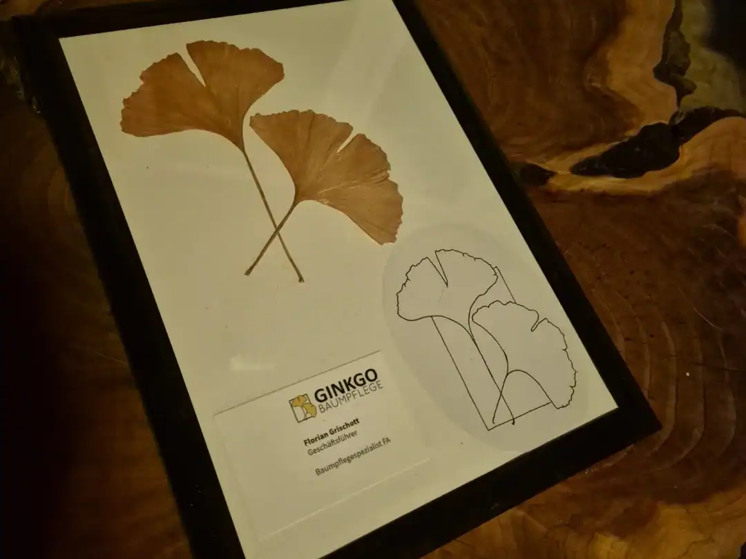 nahaufnahme eines Bildrahmens mit getrocketen Ginkgo Blättern, einem Entwurf des Ginkgo Baumpflege Logos und einer Visitenkarte on Florian Grischott.
