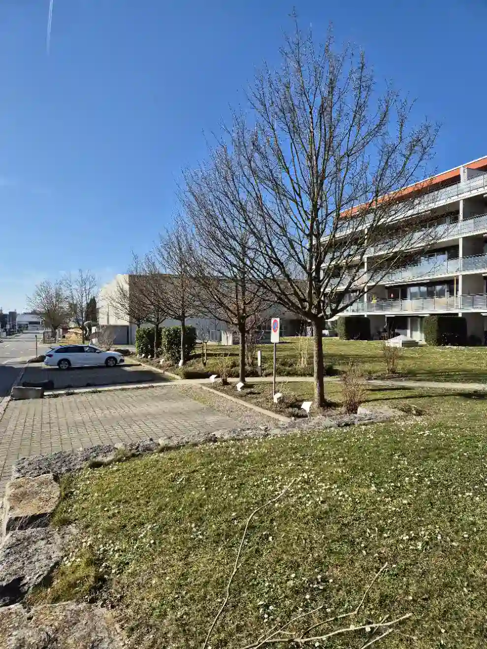 Strasse in Winterthur mit Blick auf ein mehrparteienhaus. Im Vordergrund sind Parkplätze mir frisch geschnittenen Bäumen.