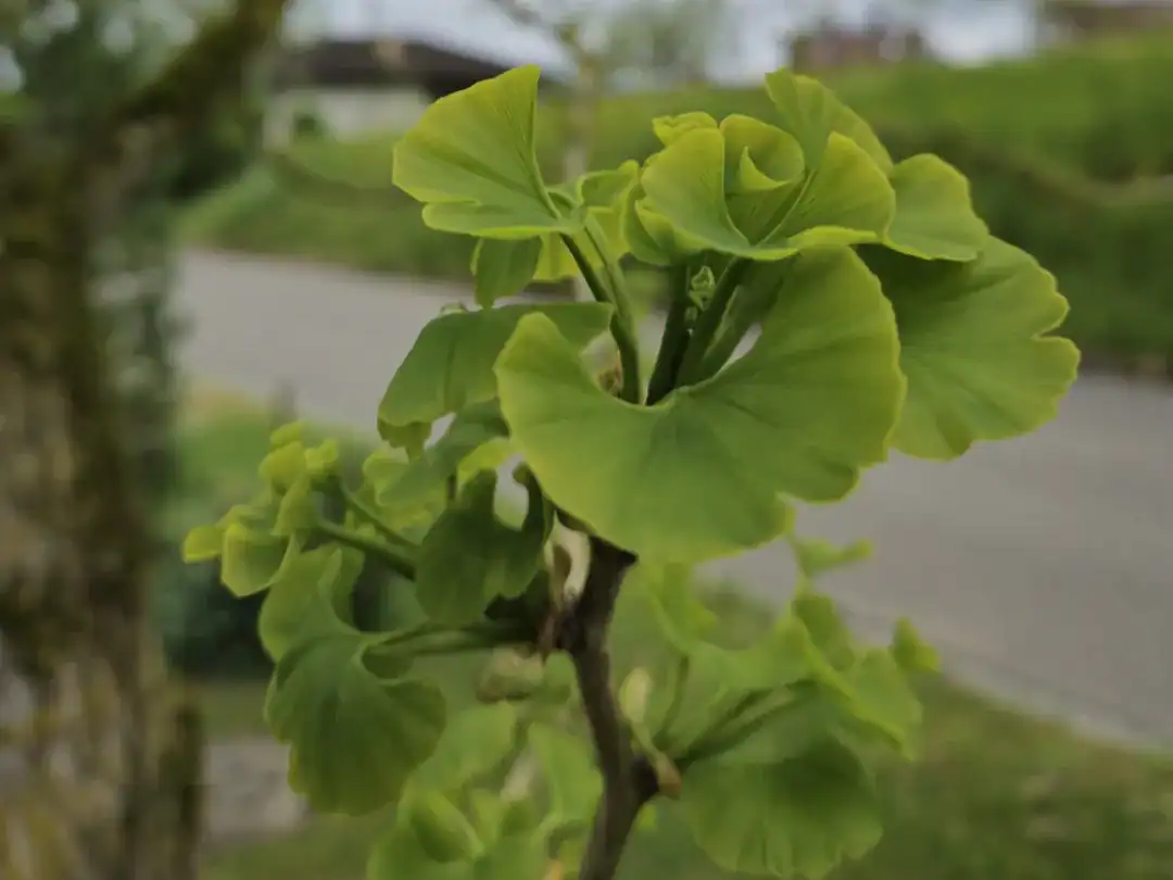 Nahaufnahme eines jungen Ginkgobaumes mit jungen Blättern, grün.