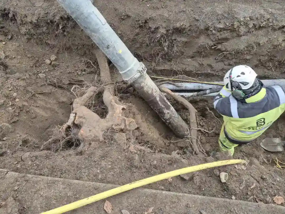 Nahaufnahme einer Wurzelsondierung während einer Baustelle. Florian Grischott, Geschäftsführer von Ginkgo Baumpflege steht im Graben neben der Wurzel.
